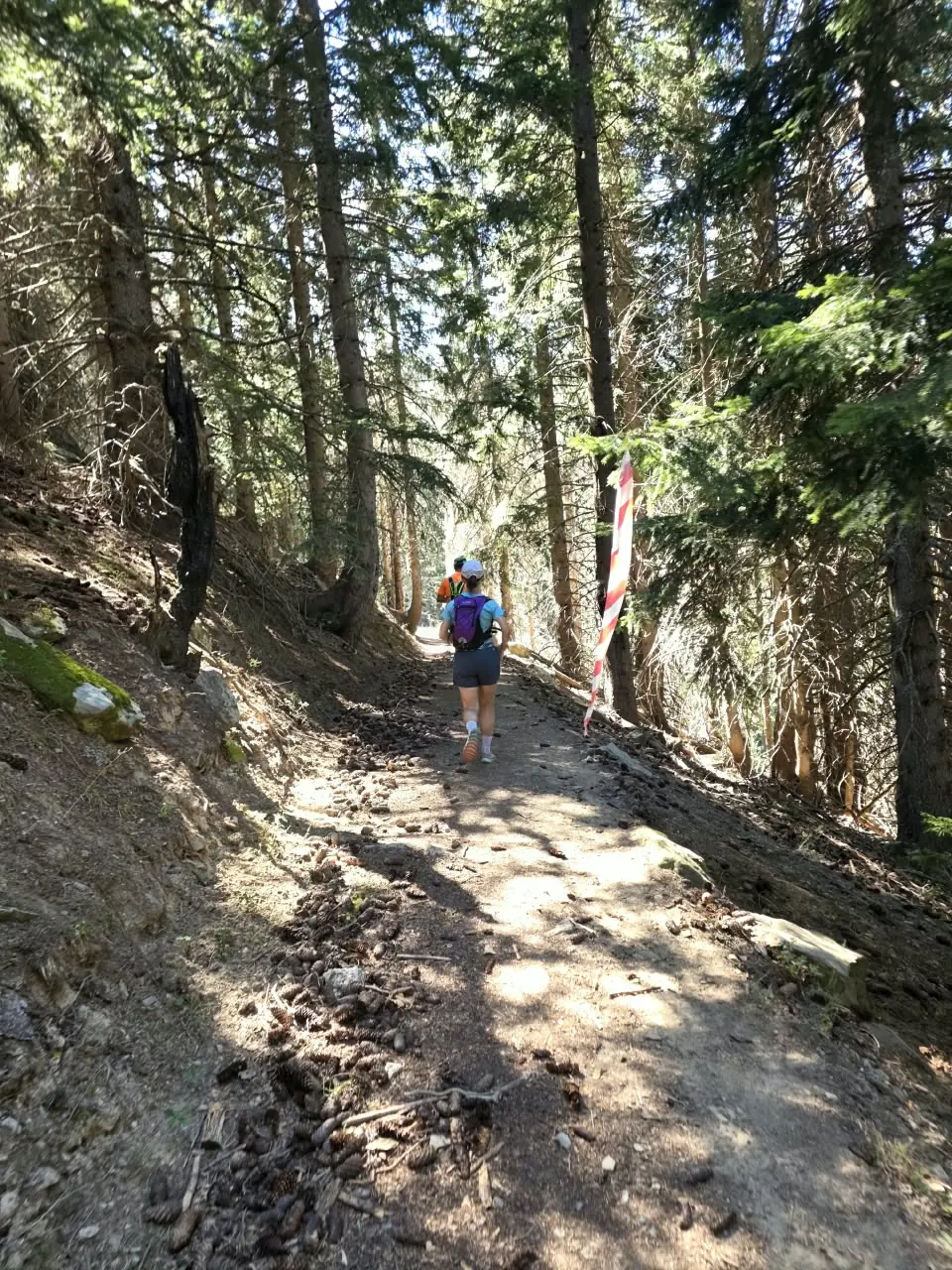 Balisage rouge et blanc dans la descente en forêt.