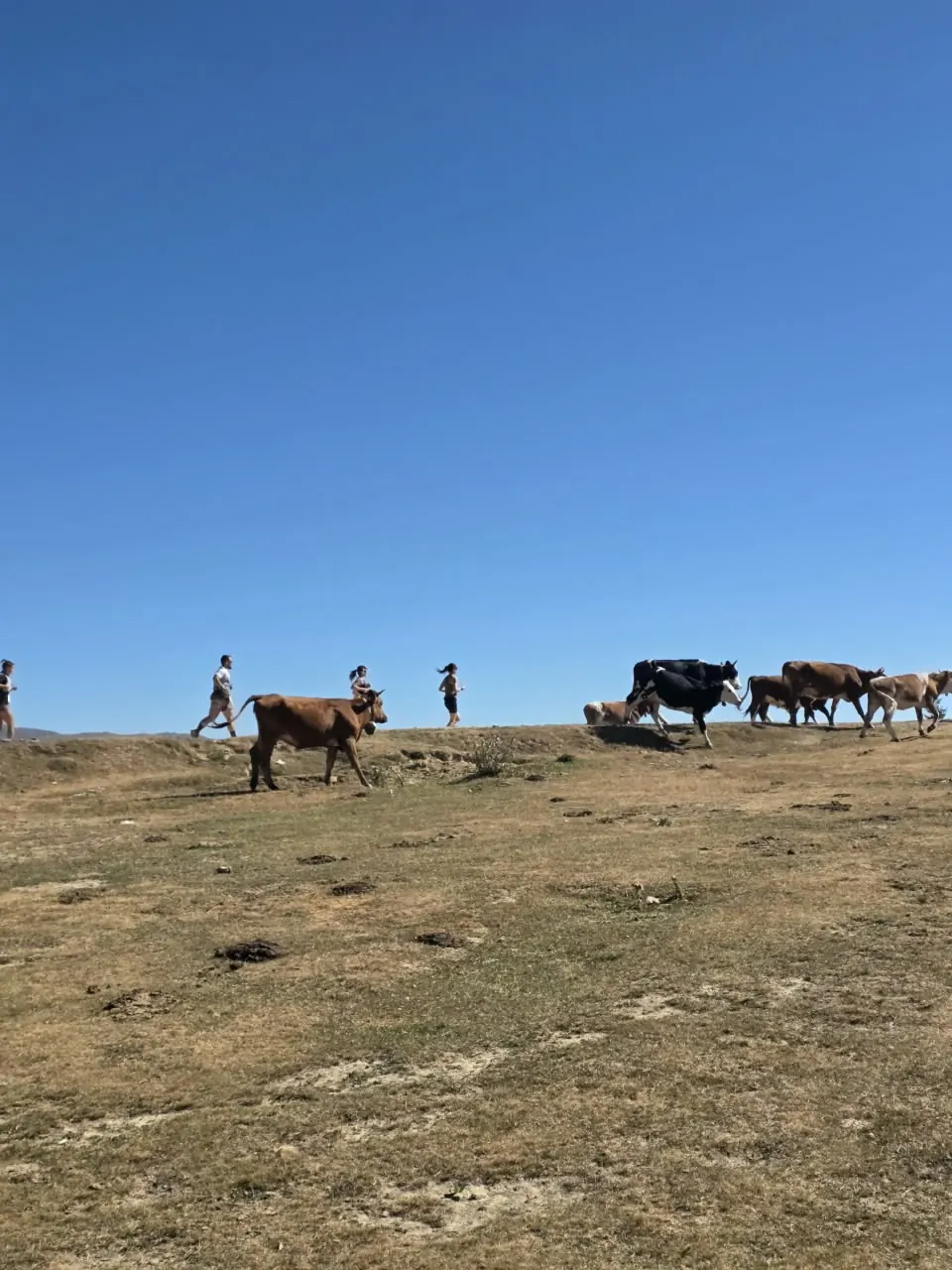 Un troupeau traverse le parcours sur la ligne d’horizon, les coureurs attendent leur tour.