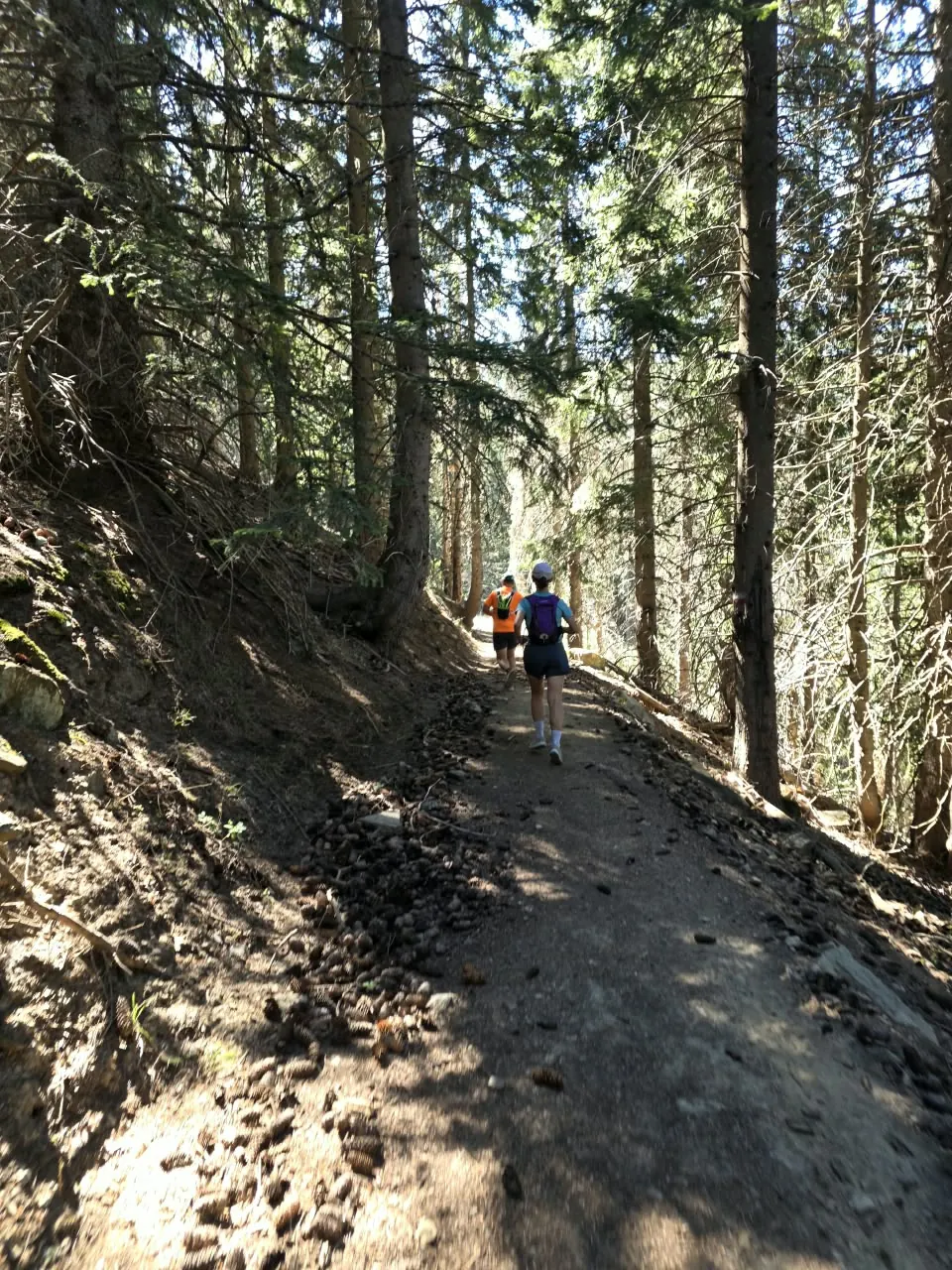 Deux coureurs sur le sentier d’épicéas, le balisage sur les arbres devant eux.