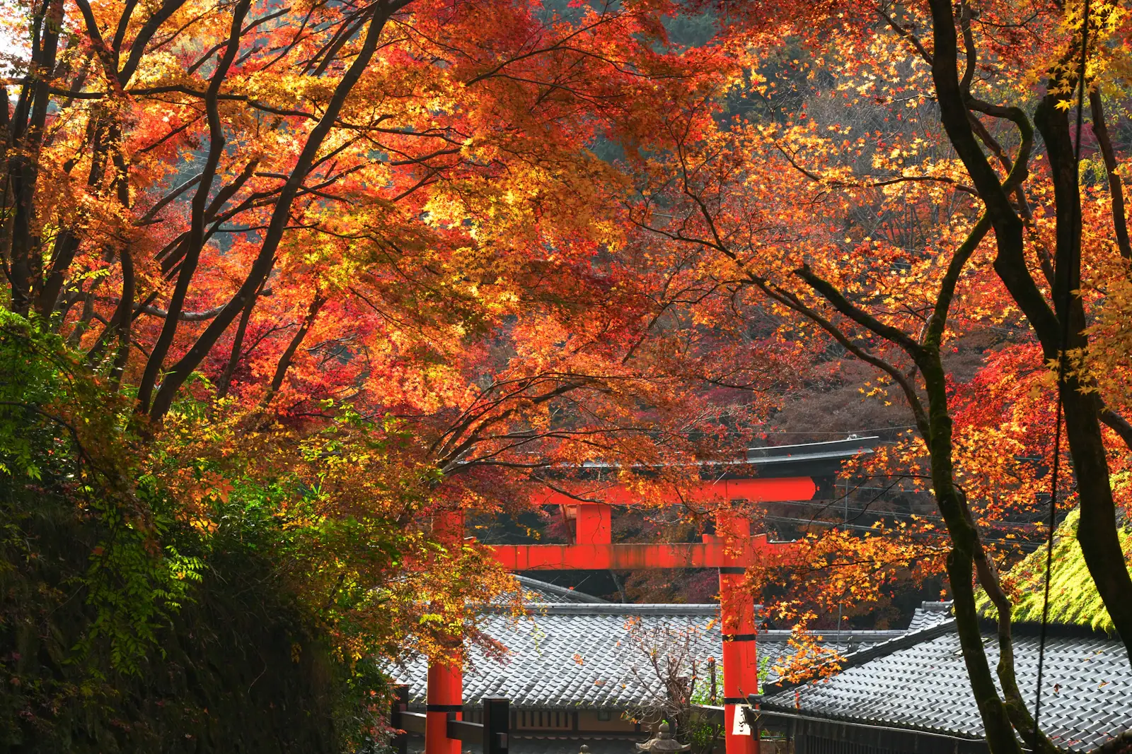 Japan im Herbst: 14 Tage zwischen Tokio, Kyoto und Momiji