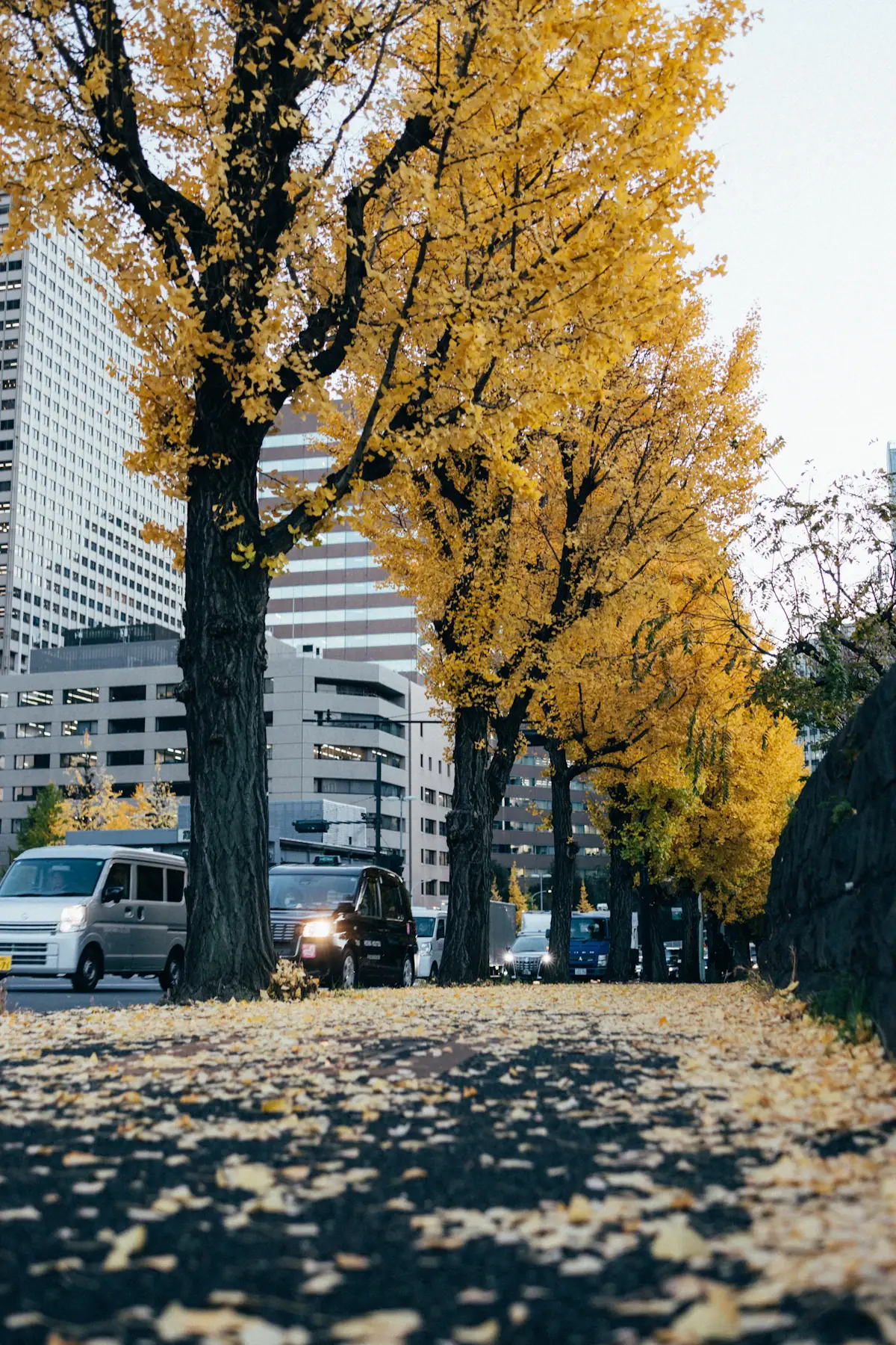 Gelbe Ginkgobäume vor modernen Gebäuden an einer Straße in Tokio